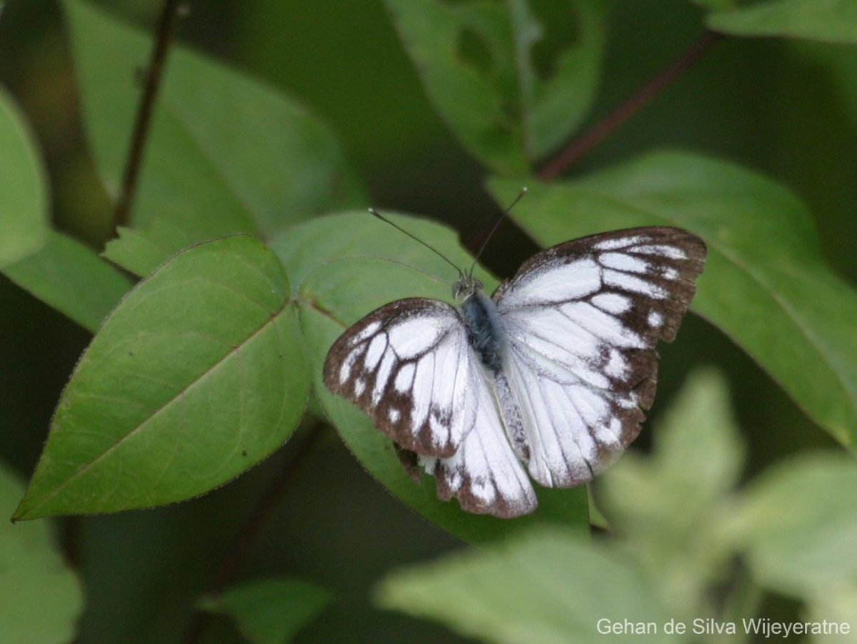 Cepora nerissa Fabricius, 1775